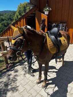 Predam pony valacha