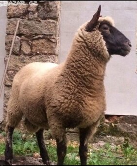Ovečky a beránky plemena Clun Forest,letošni