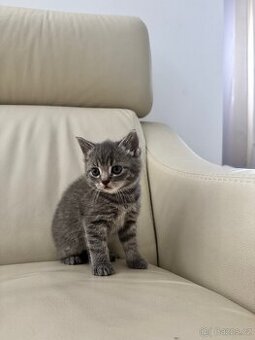 Na prodej 3 krásná koťátka – Britská modrá × Ragdoll