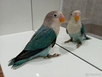 Agapornis Fisherův  ručně dokrmené Brno