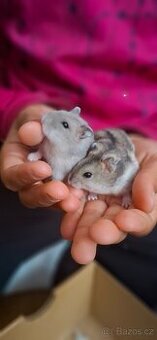 Křeček džungarský