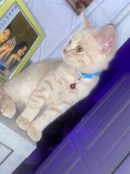 Křížená britská kočka