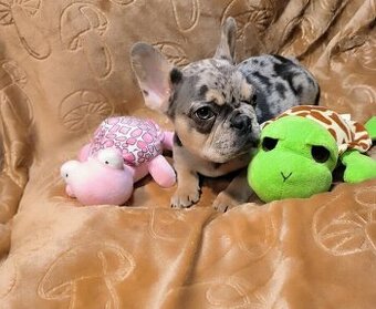 Francouzský buldoček