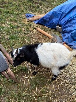 Holandský zakrslý kozlík