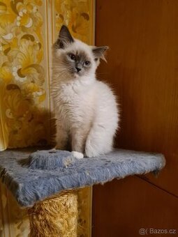 PRODÁM KOŤÁTKA RAGDOLL IHNED K ODBĚRU