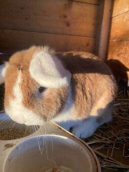 Zakrslý králíček beránek