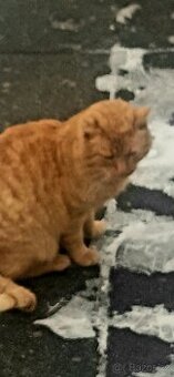 Pěkný zatoulany kocourek