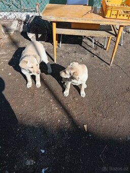 labradorský retrívr