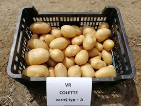Rozvoz zdarma domácích velice kvalitních brambor - 1