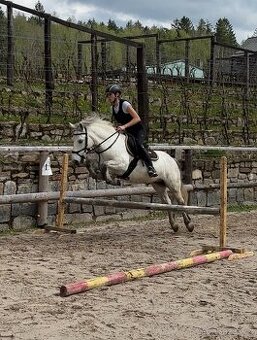 Pony A prodej - valach, 8 let