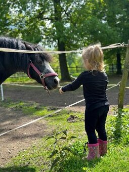 Koupím pony od 130KVH