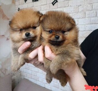 Pomeranian boo