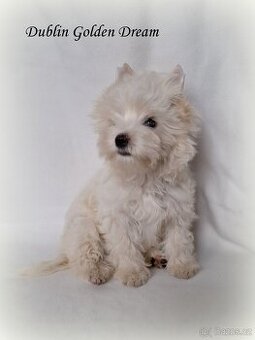 barevný jorkšírský teriér - Yorkshire Terrier
