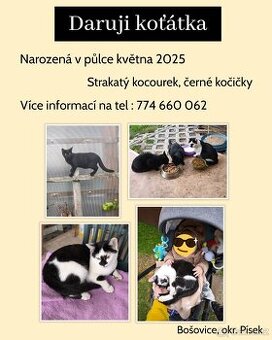 Daruji koťátka do dobrých rukou