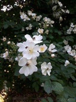 Rosa multiflora- růže drobnokveta