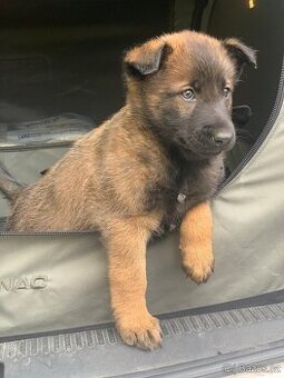 Belgický ovčák malinois šťěňata prodej