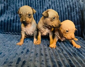 Americký bezsrstý teriér - 1