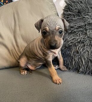 Americký bezsrstý teriér