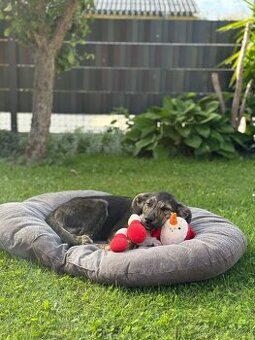 Štěně holka 5mesicu