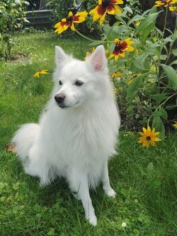 Německý špic střední ke krytí