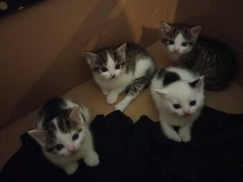 Koťátka jako předvánoční dárek