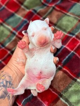 Miniaturní bulteriér s PP