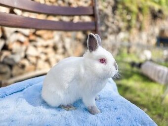 Zakrslý králíčci