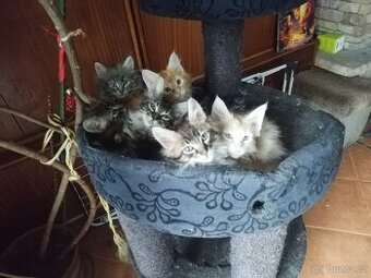 Mainská mývalí koťátka