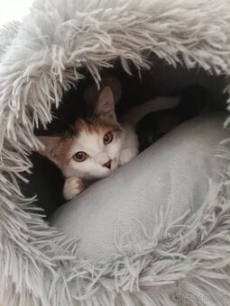 Daruji kotě do dobrých rukou – včetně výbavy