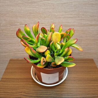 Crassula Ovata Horn Tree