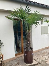 Palma Washingtonia Trachycarpus fortunei
