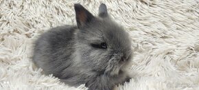 Zakrslý králík,králíček-(TEDDY)-JUSTYN-PŘEDBĚŽNÁ REZERVACE