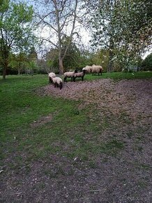 Suffolk ovce - 1