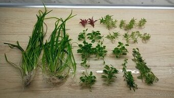 Akvarijní rostliny