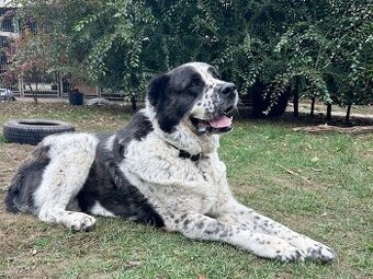 AKIM K ADOPCI - velký mazel - 1