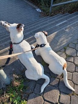 Jack russel teriér (pes)