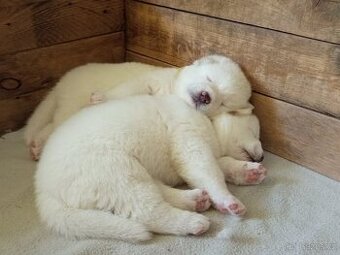Akita Inu bílá štěňata - 1