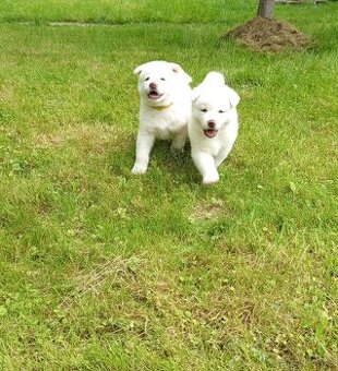 Akita Inu bílá štěňata