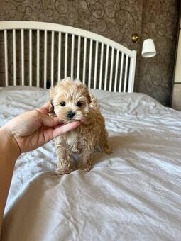 Maltipoo F1, karamelová barva,