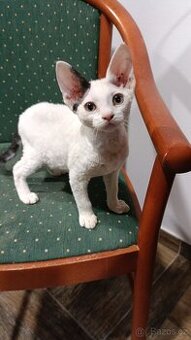 Devon Rex - koťátko bez PP
