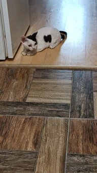 Devon Rex  - koťátko bez PP