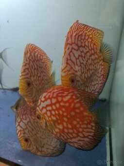 Terčovci/Discus