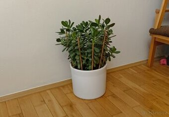 Tlustice ( crassula ovata)
