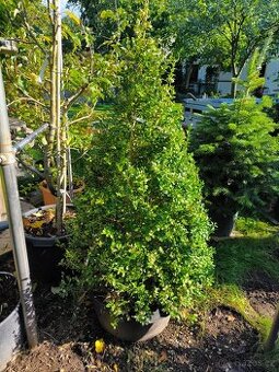 Buxus