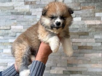 Akita Inu s průkazem původu (PP)