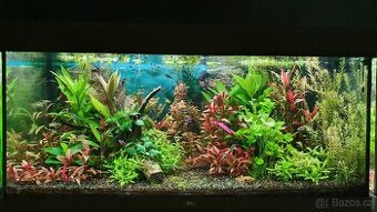 Akvarijni rostlinky z mych akvarii