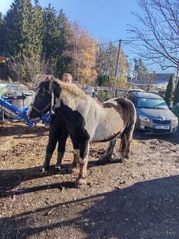 Prodám klisnu irský cob