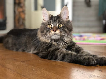 Mainská mývalí sPP