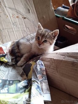 Darujeme koťátka - do dobrých rukou