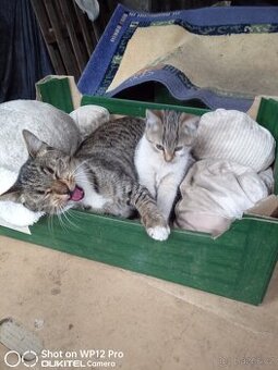 Darujeme koťátko - do dobrých rukou